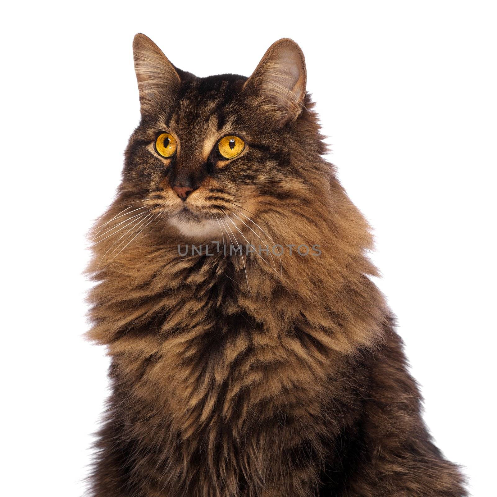 Maine Coon with Golden Eyes on White