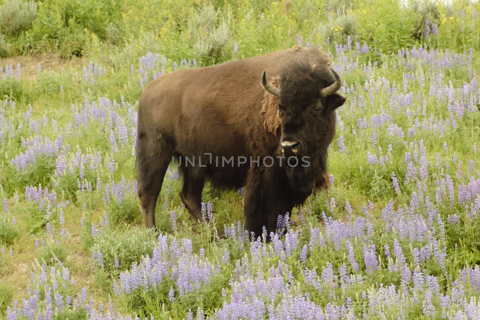 North American Bison in Yellowstone park