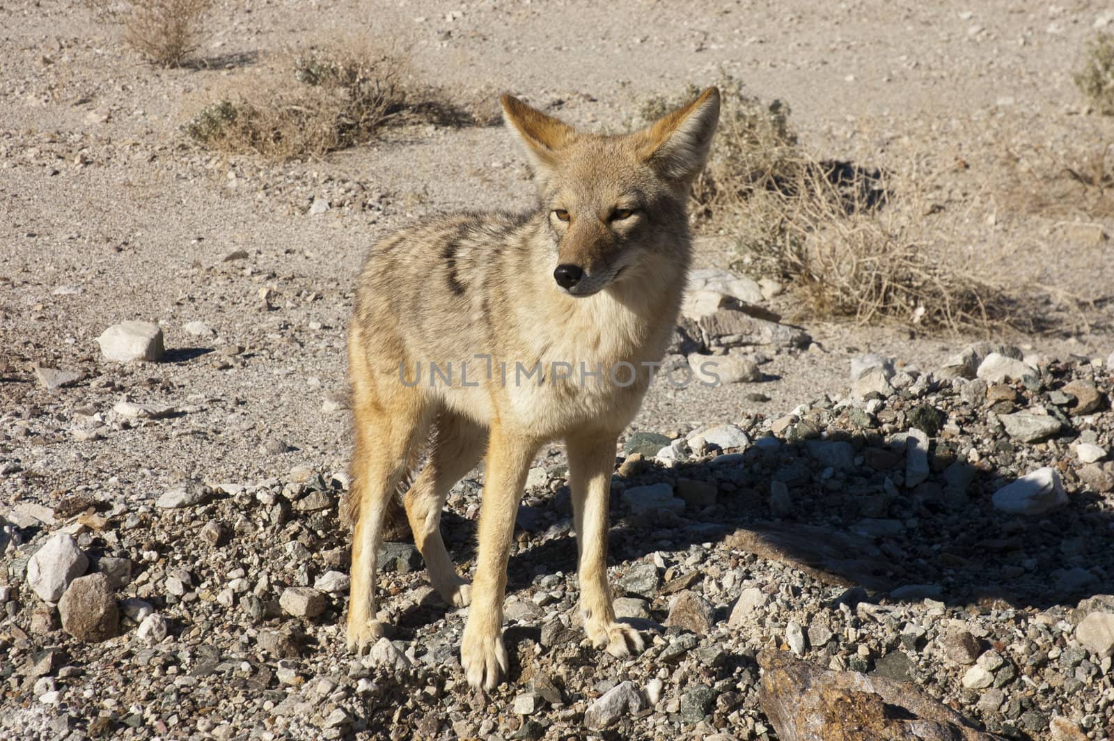 Death Valley