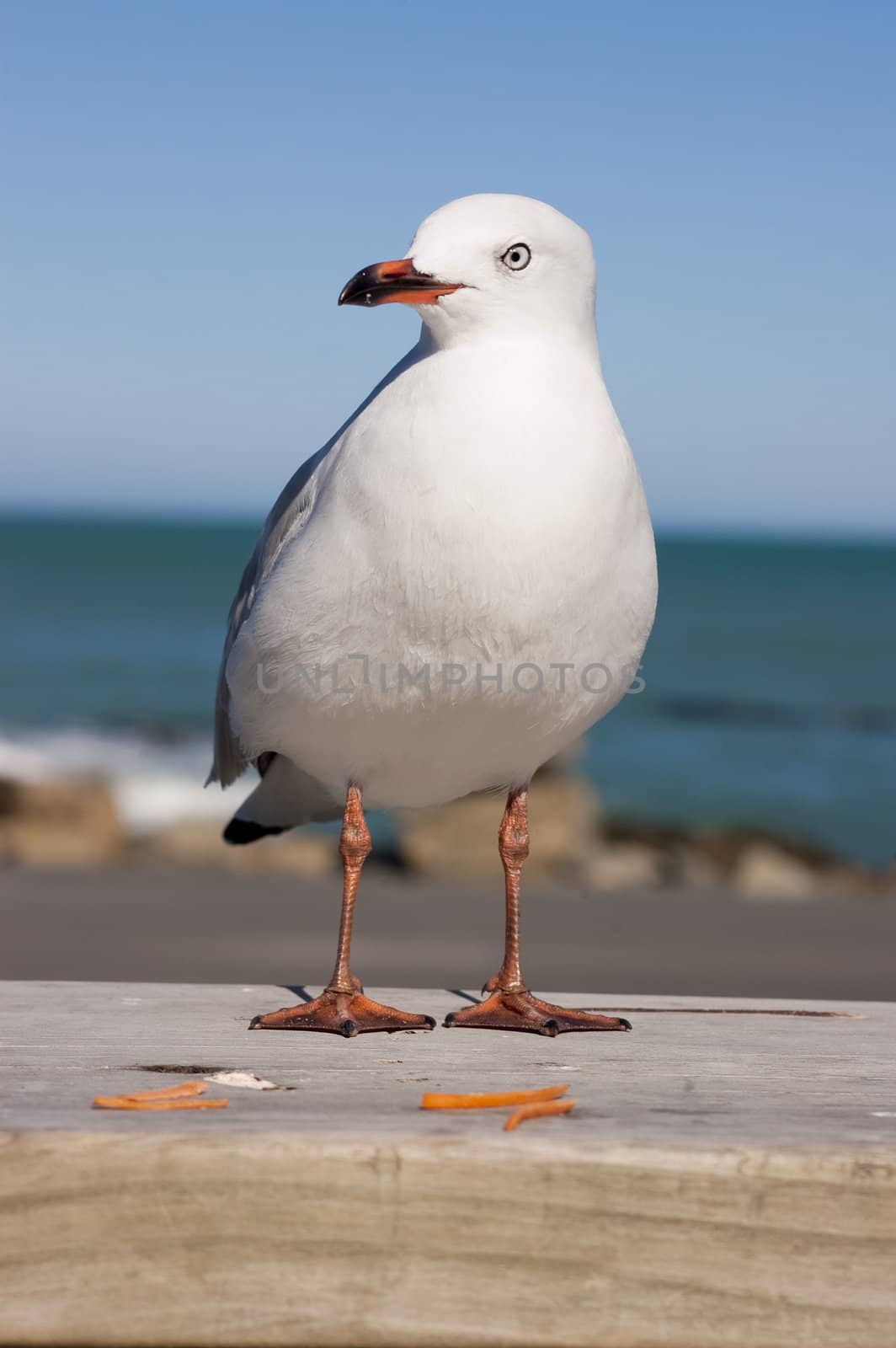 New Zealand gull standing on rail with ocean behind