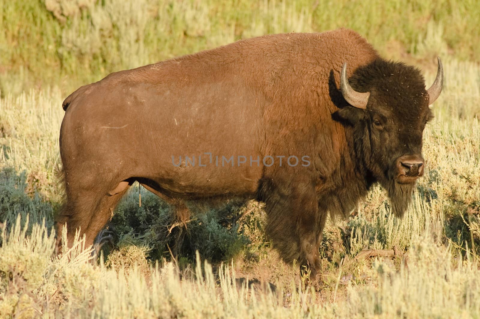 American Bison on the plain