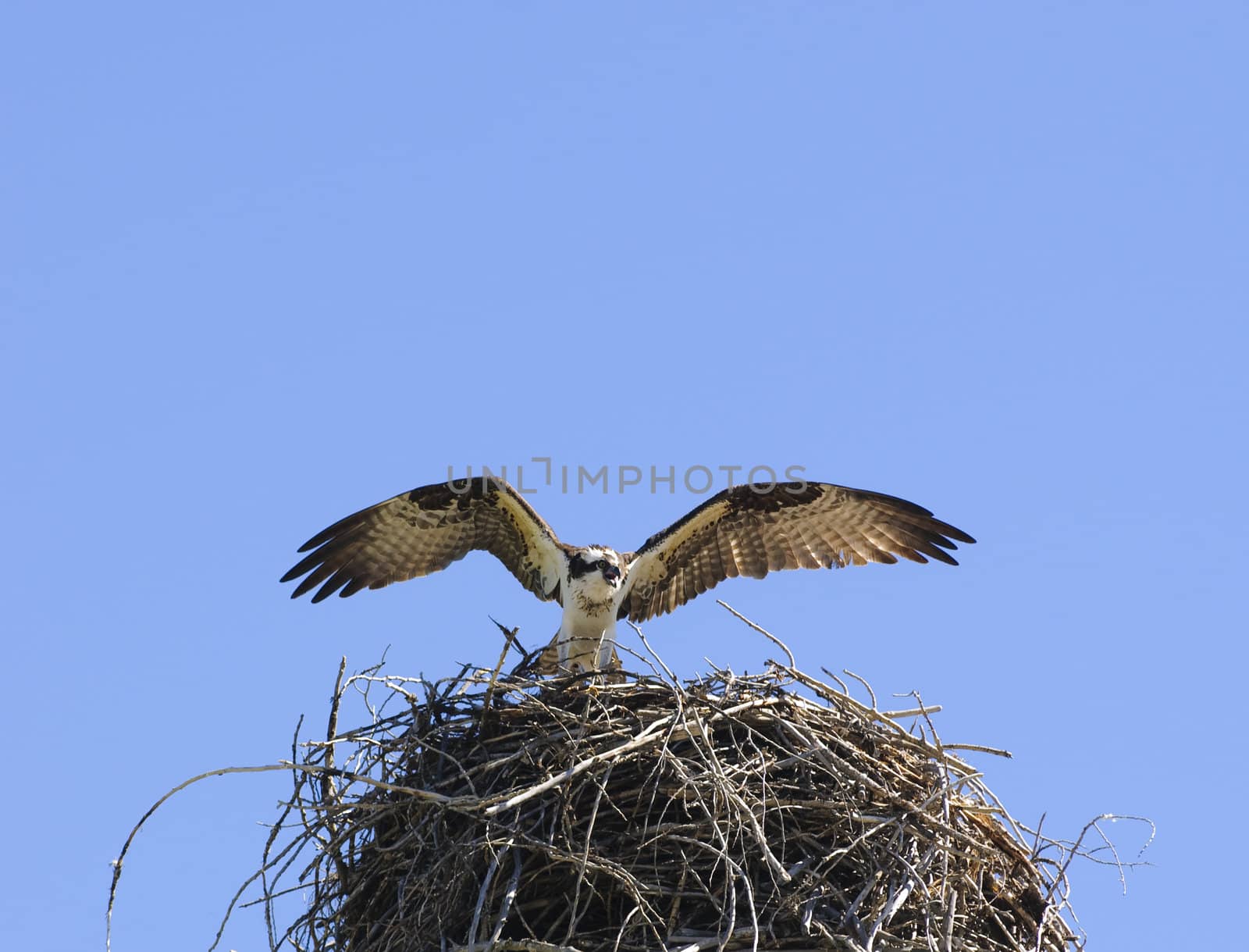 Osprey arrivng at it's nest with wings unfurrled