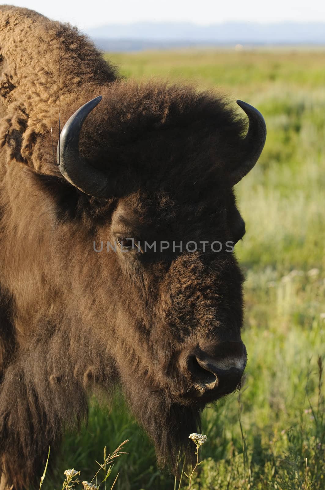 closeup of a wild free roaming Buffalo in Teton National Park