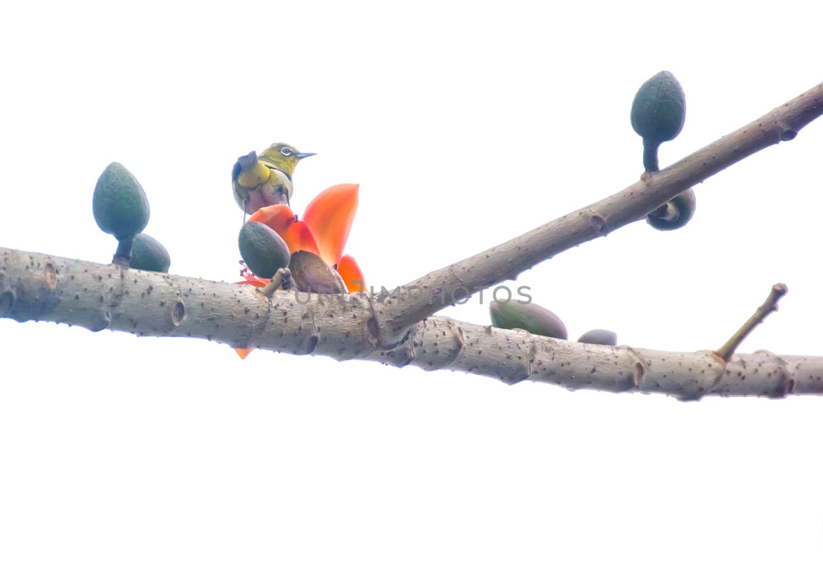 Bird rest at the red Kapok by xfdly5