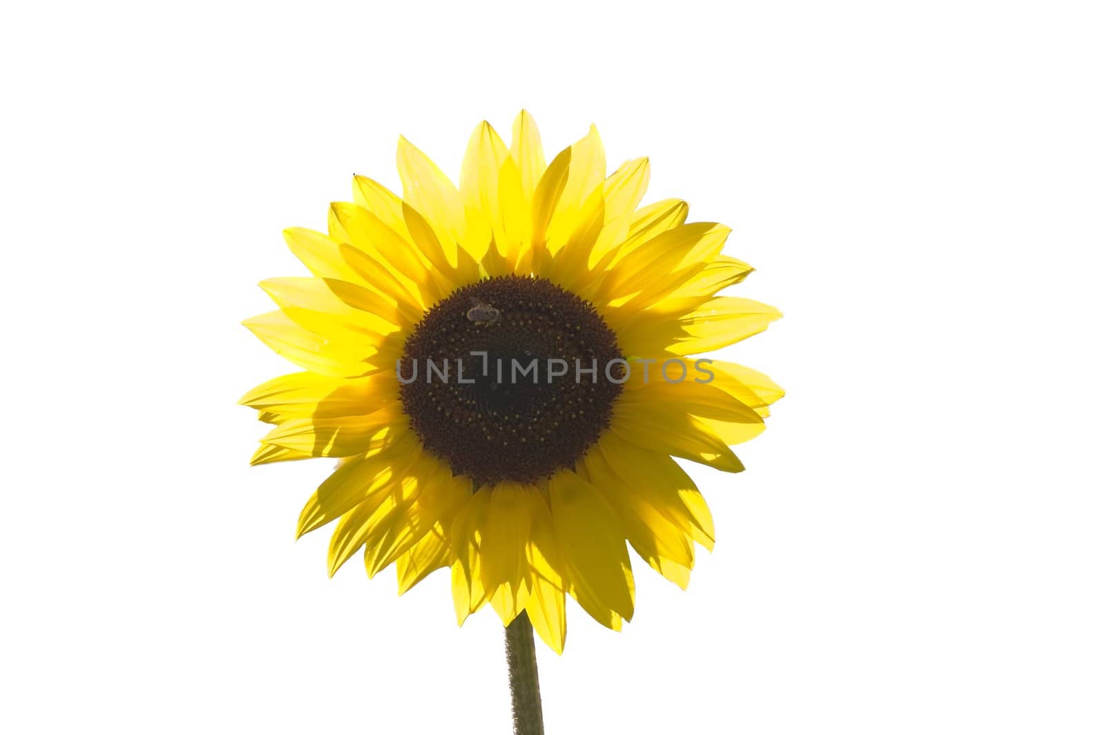 Bee in close up on a sunflower  -isolated