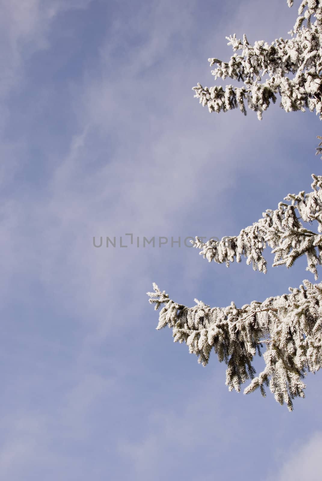 Winter fir branches with snow and hoar on sky background