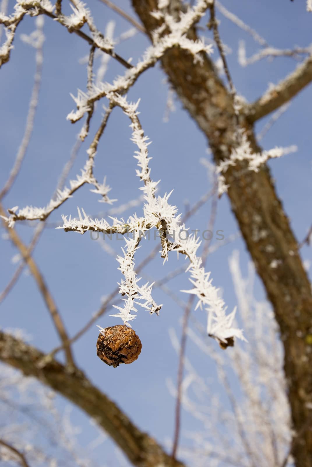 apple-tree in winter with hoar and one old brown apple