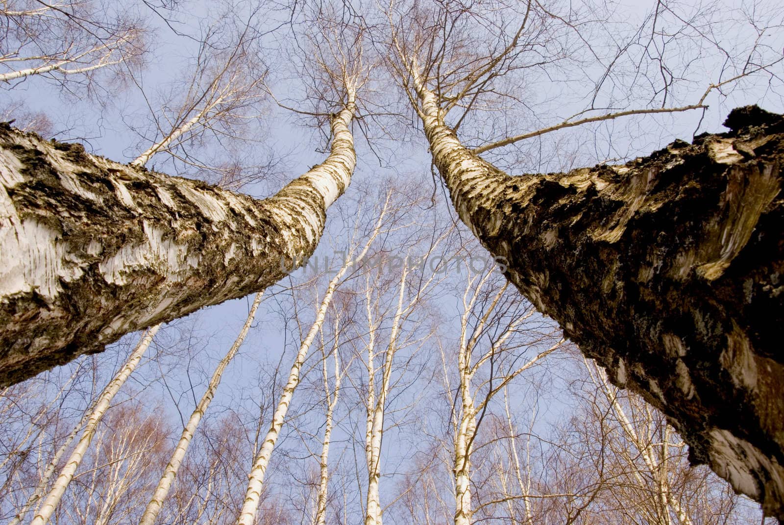 two march birches on spring blue sky background horizontal picture