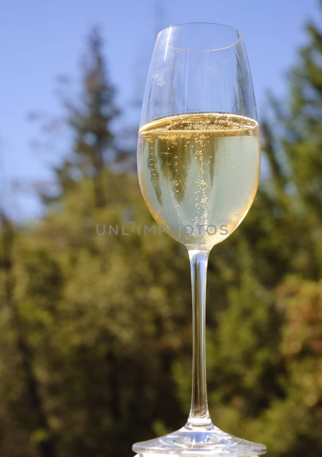 glass of champagne or sparkling wine