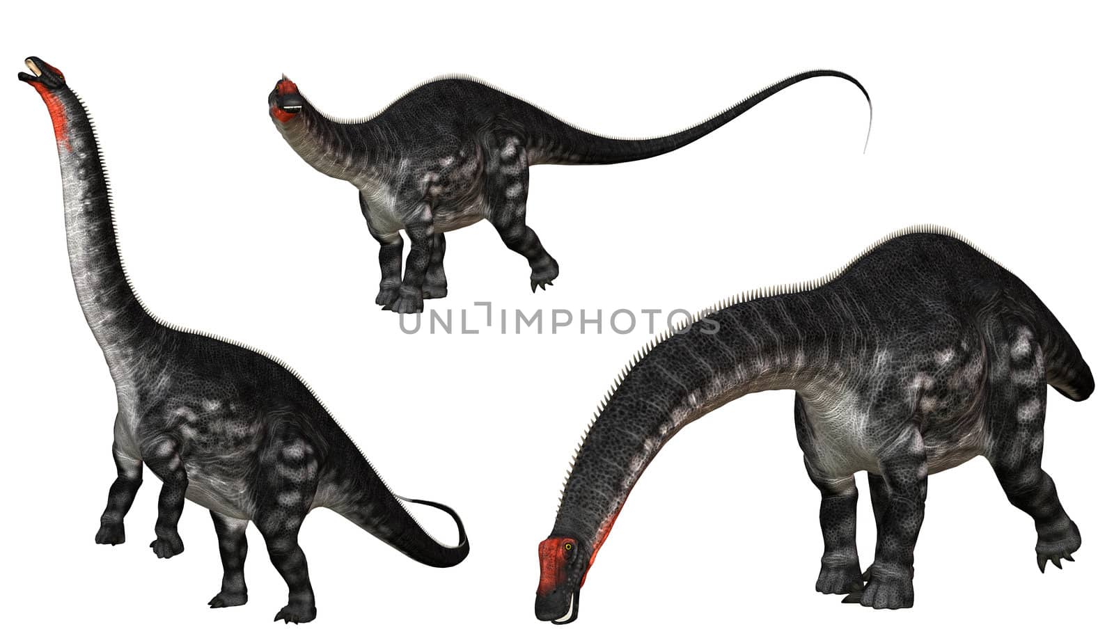Apatosaurus Dinosaurs from western usa - isolated on white
