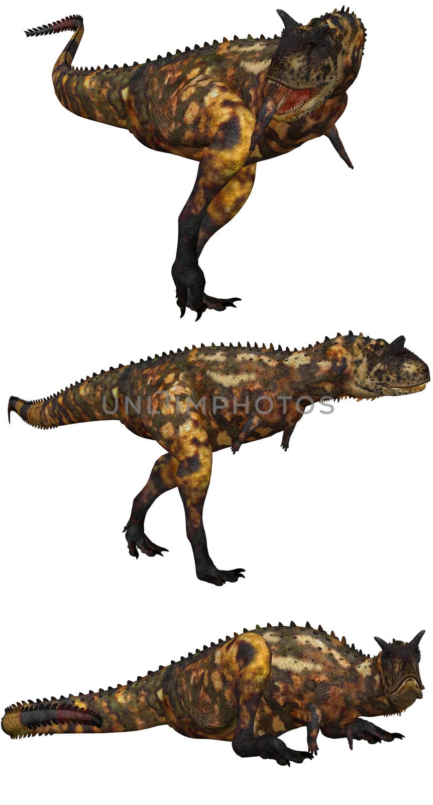 a Carnotaurus Dinosaurs from argentina - isolated on white