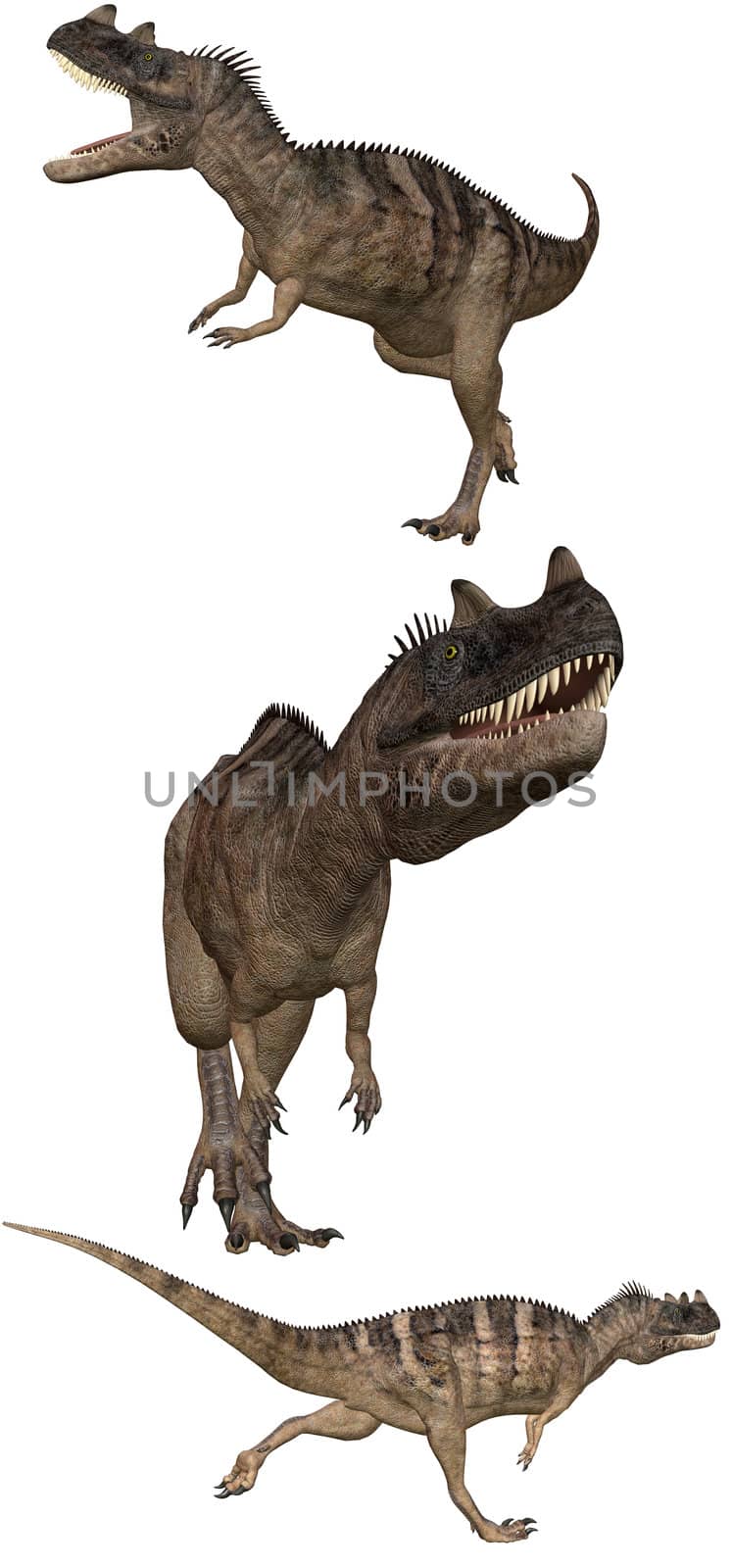 a Ceratosaurus Dinosaurs from North america, europa and africa - isolated on white