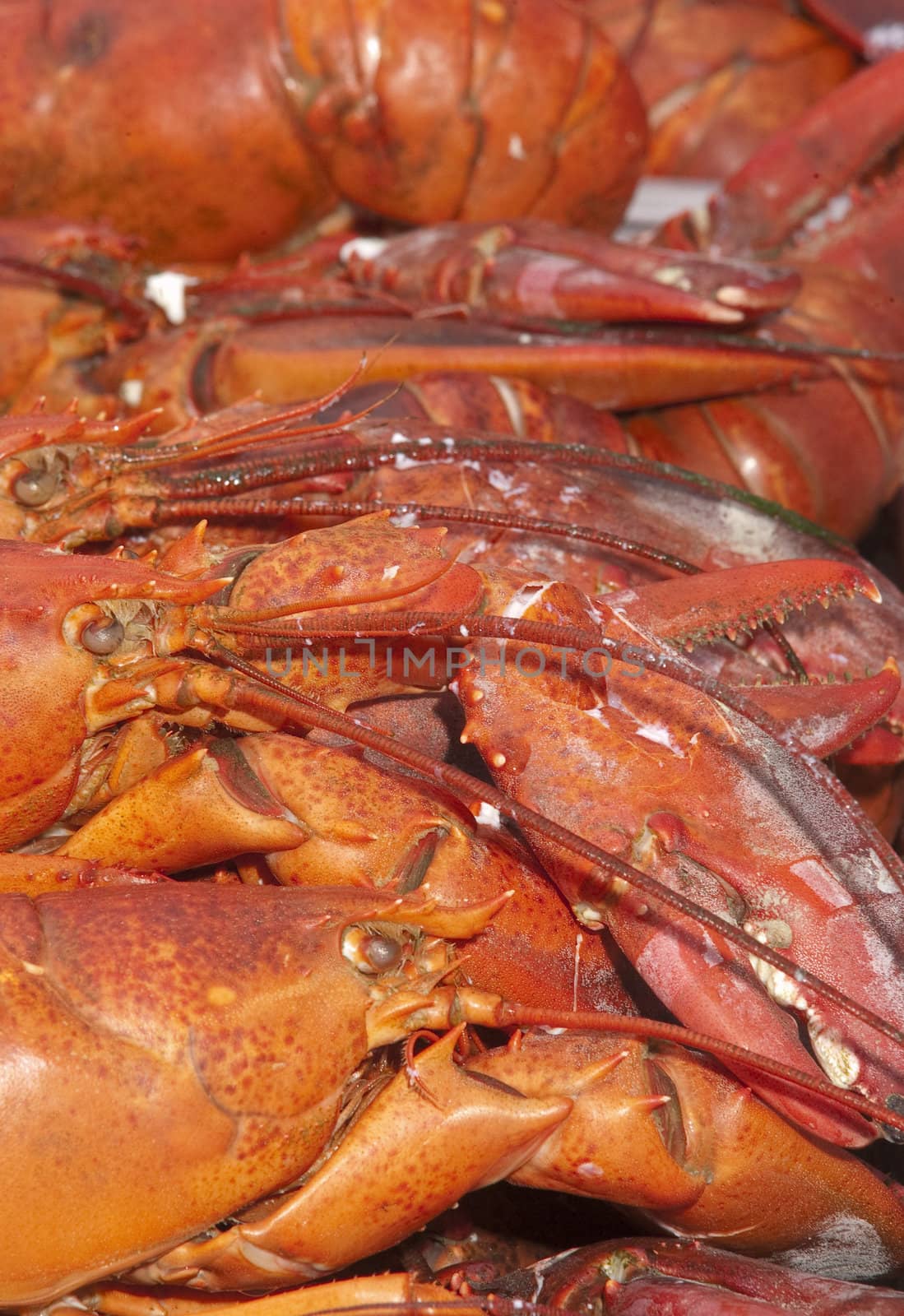 cooked lobster ready to eat in a row