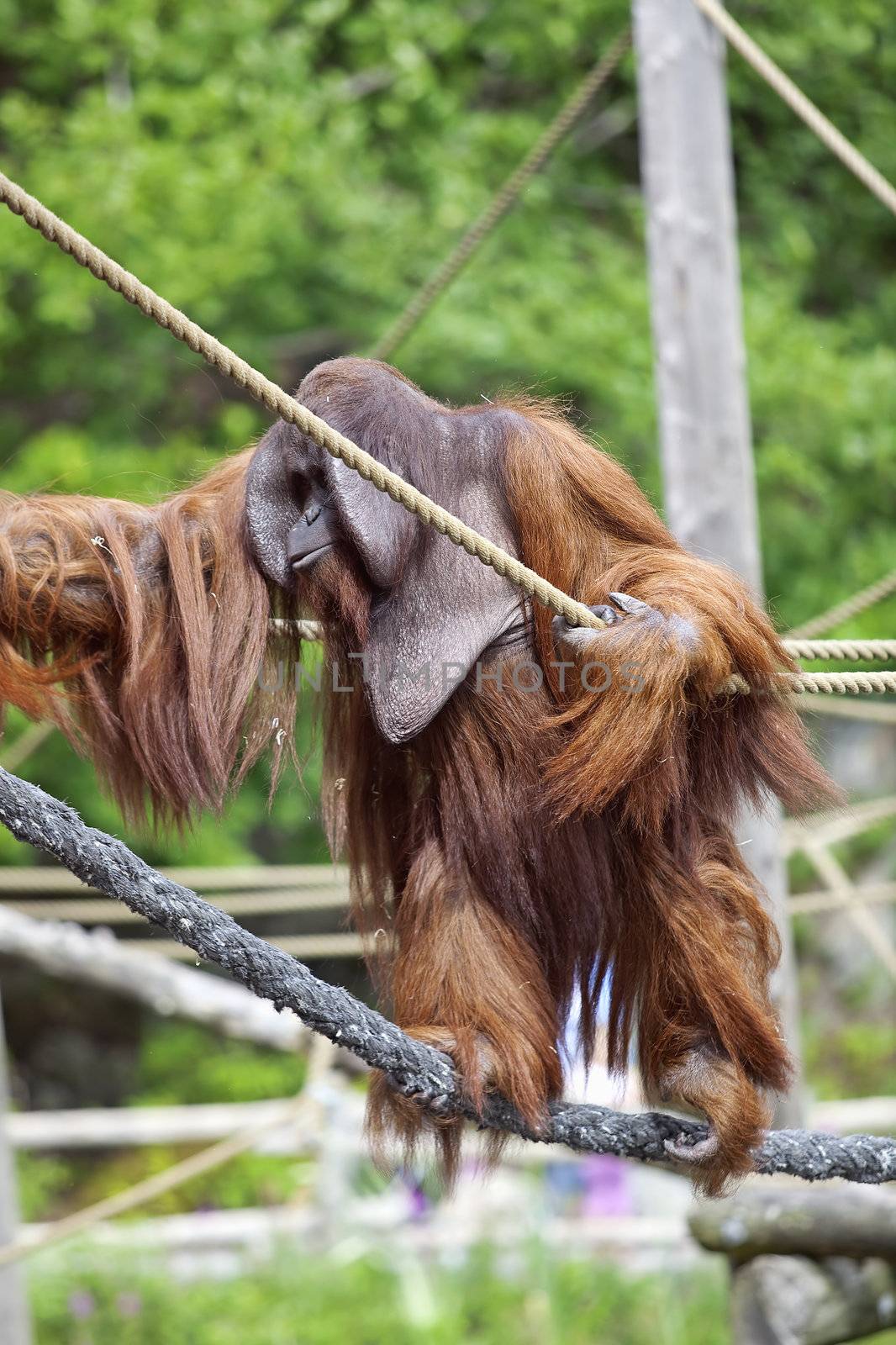 Orangutan climbing up the ropes in a rehabilitation centre