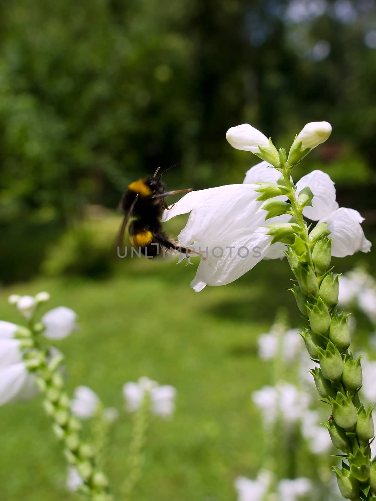 Bee on the white flower by BIG_TAU