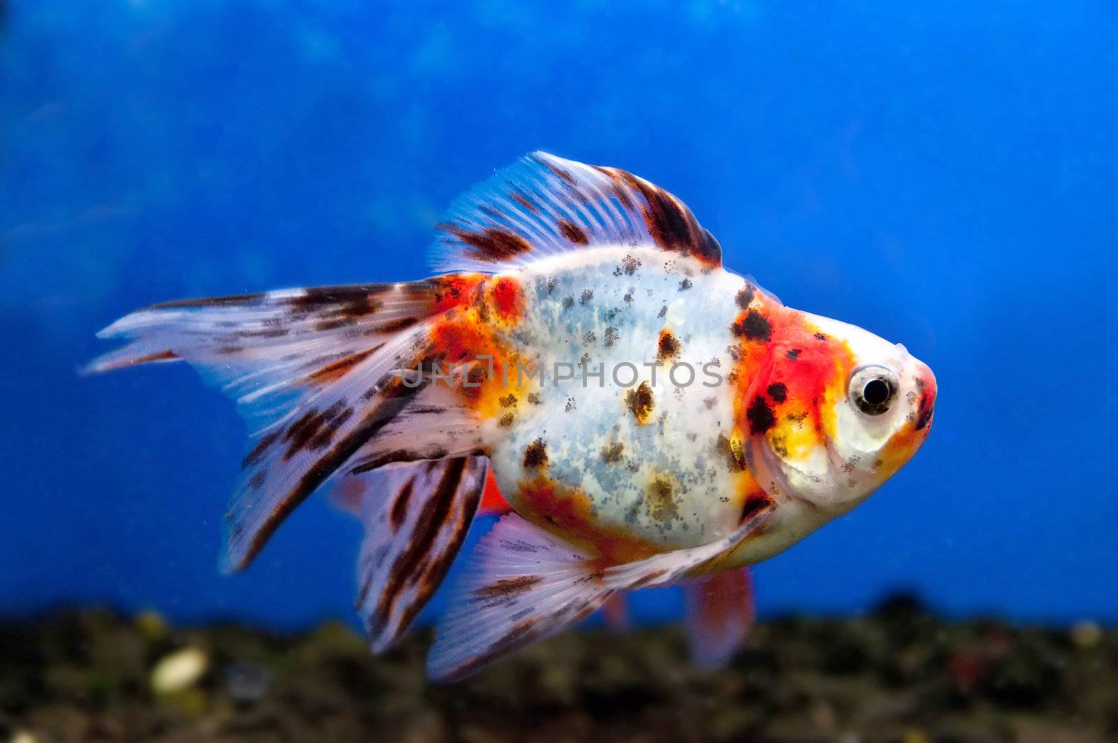 colorful fish swim under water in the calm ocean