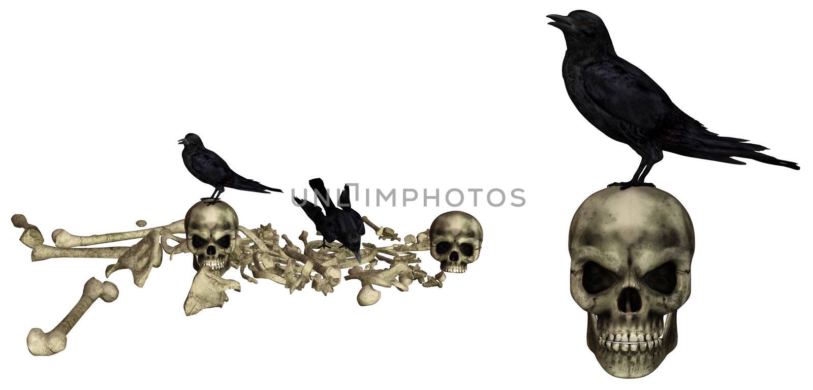 Ravens sit on skeletons - isolated on white