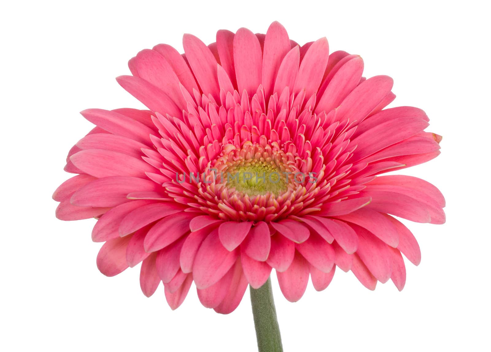 close-up pink gerbera flower, isolated on white