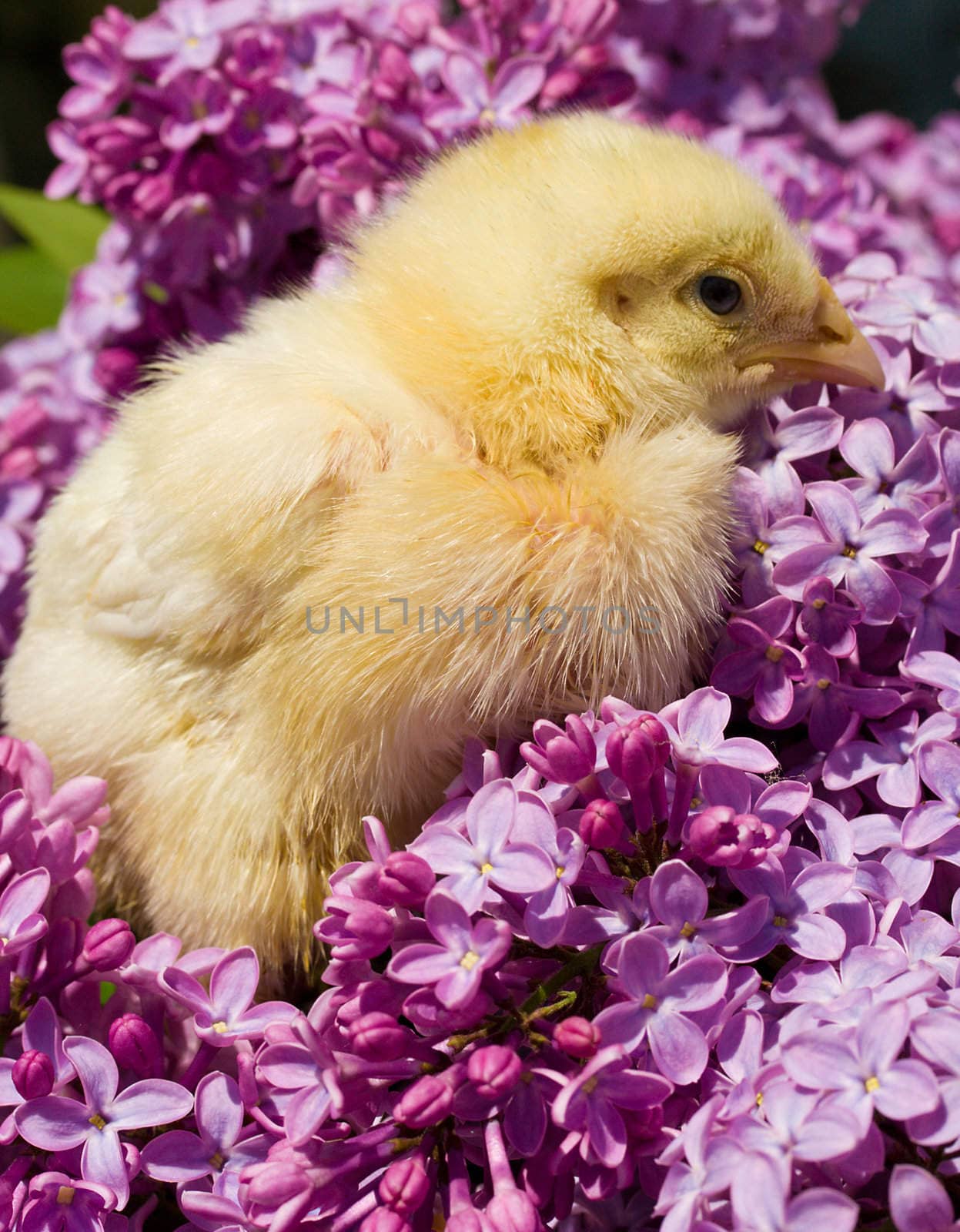 close-up yellow chick in lilac flowers