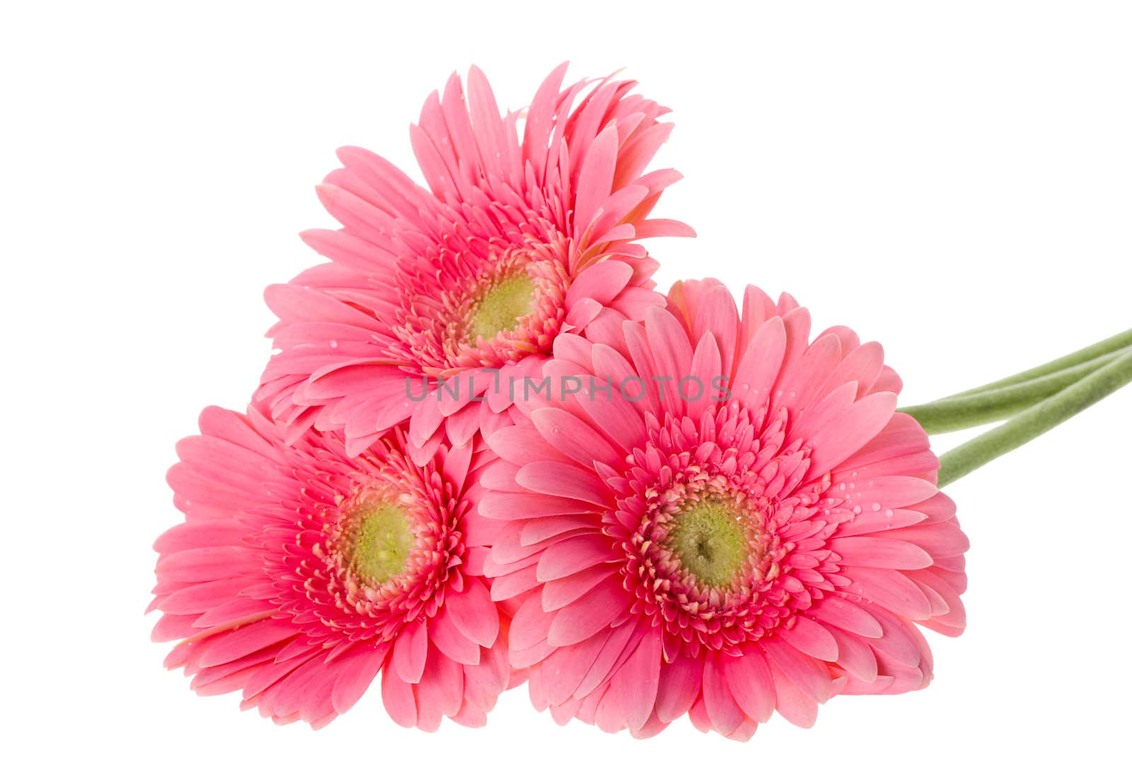 close-up pink gerbera flowers, isolated on white