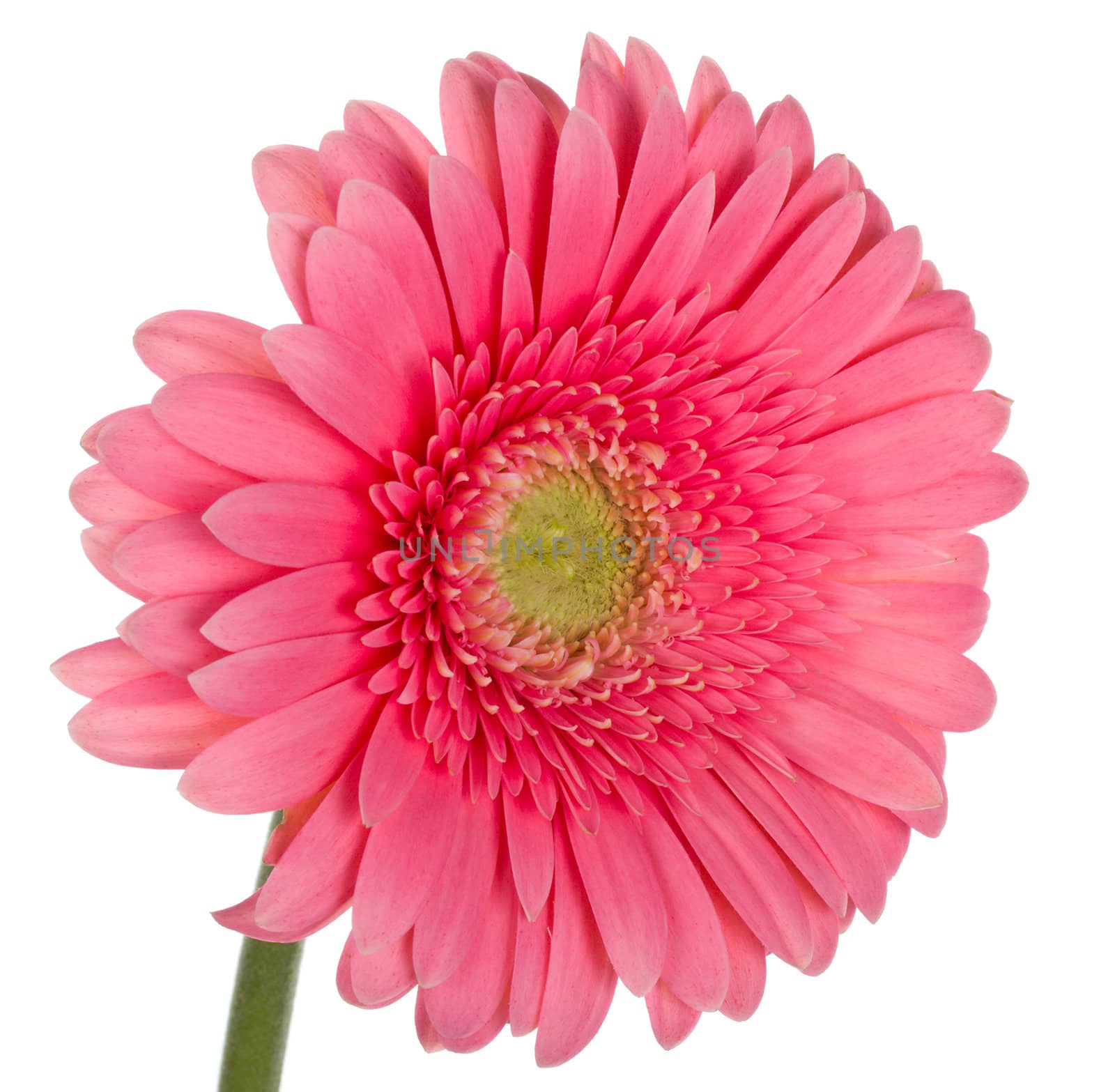 pink gerbera flower by Alekcey