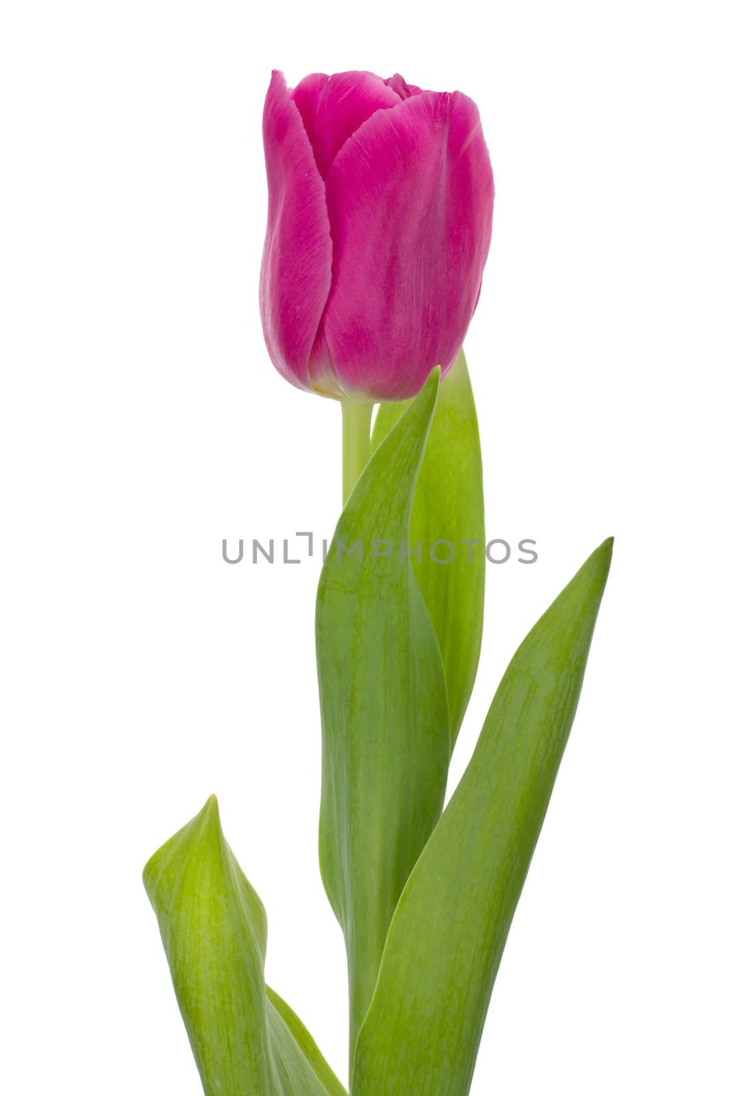 close-up pink tulip, isolated on white
