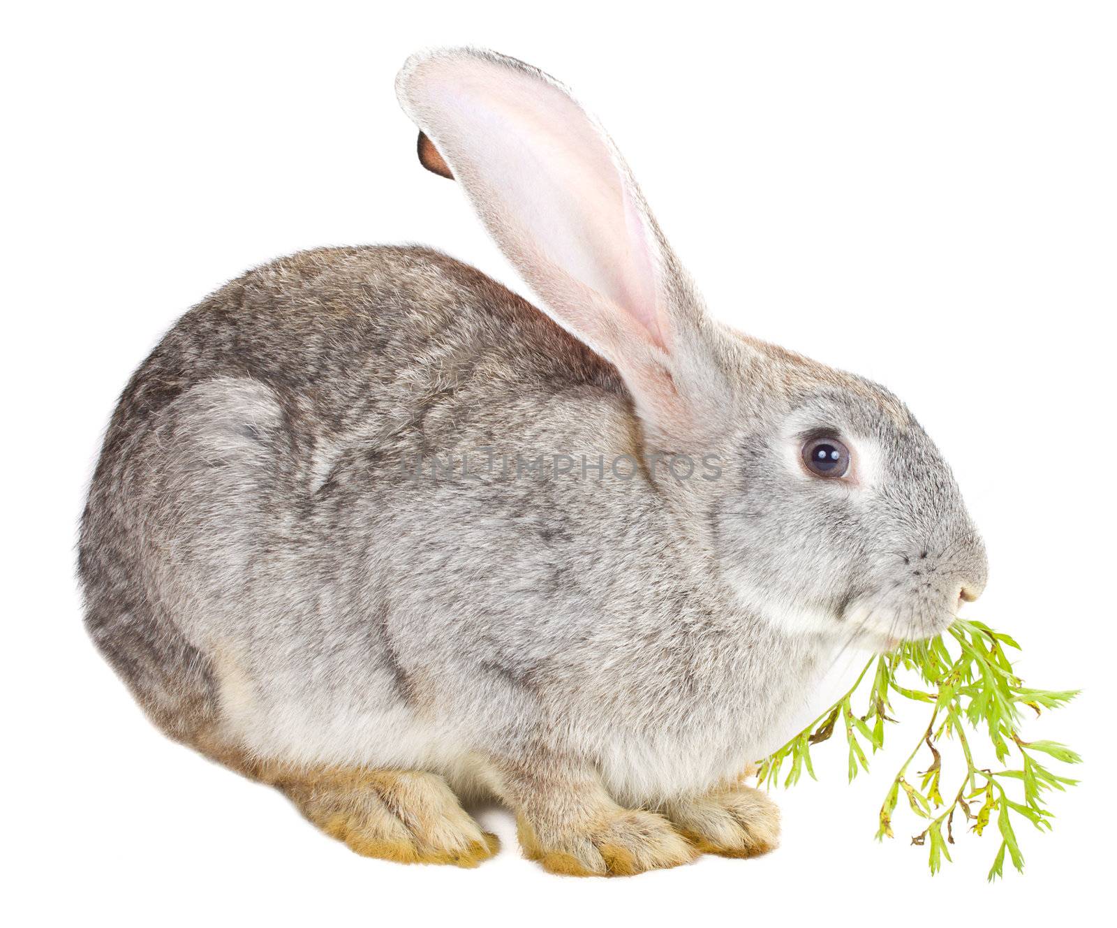 gray rabbit eating carrot leaf by Alekcey