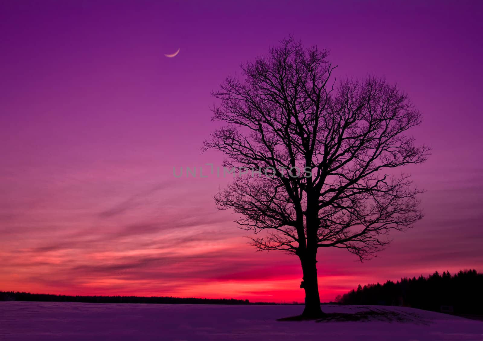 idyllic sunset in the field