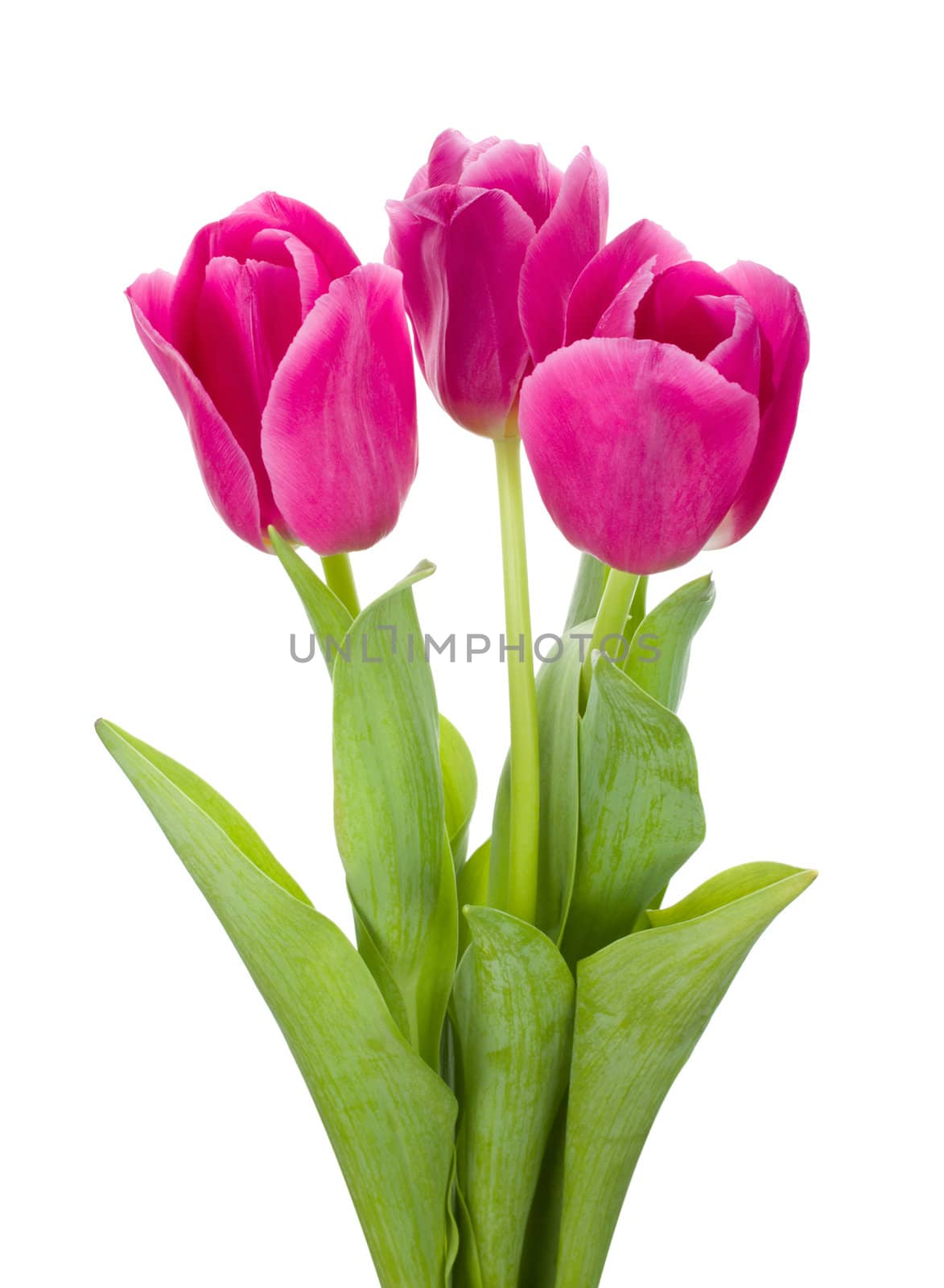 three pink tulips bouquet, isolated on white