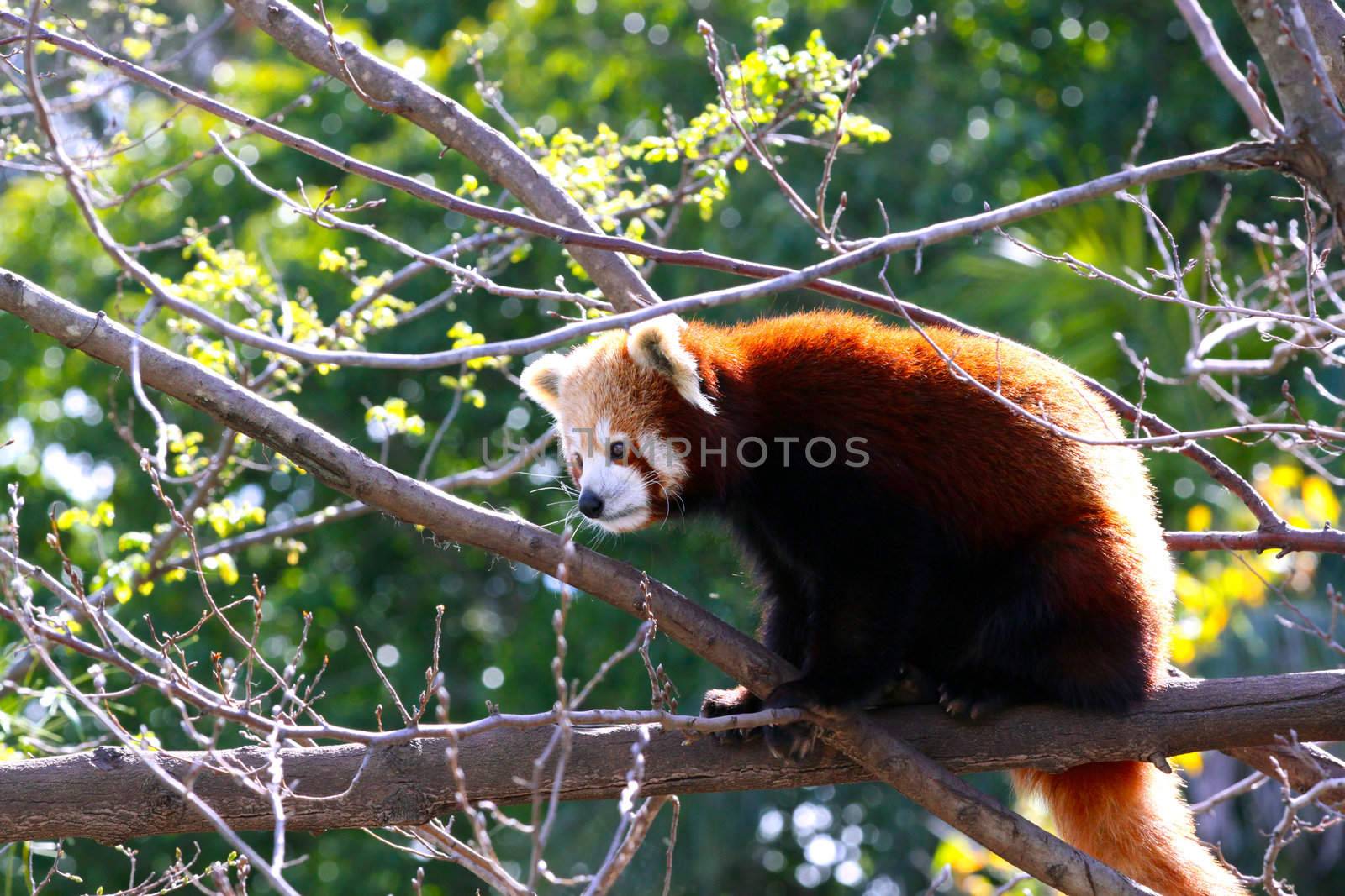 Red Panda sitting in Tree - Ailurus fulgens by Cloudia