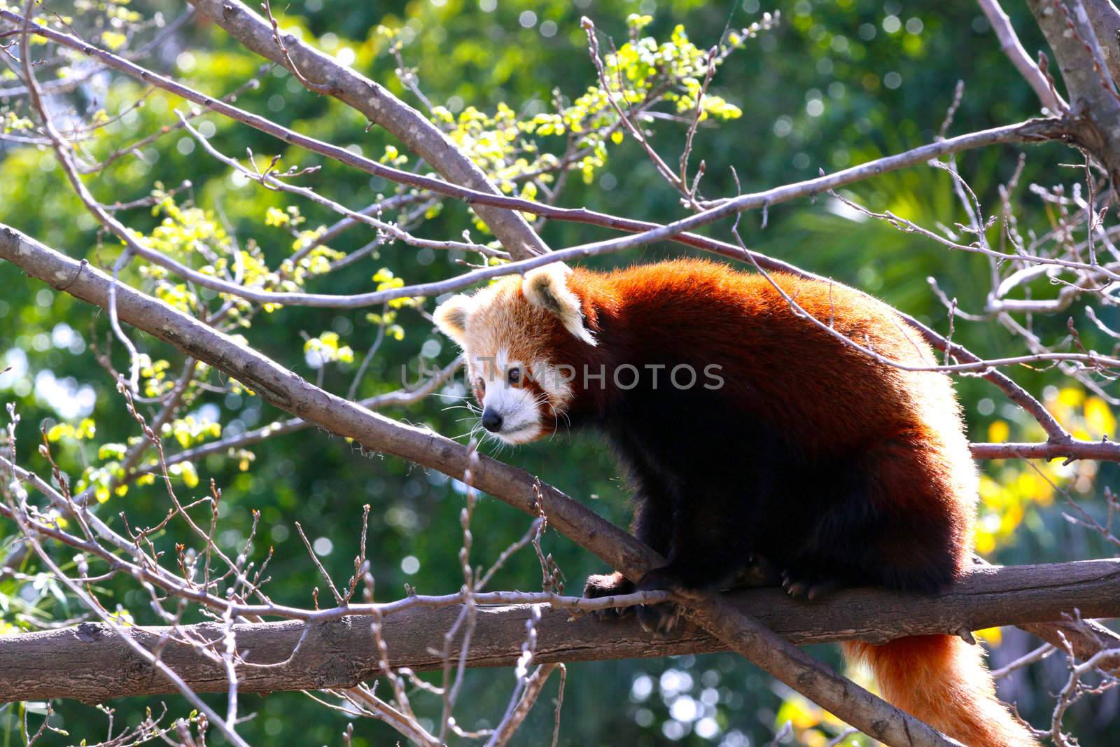 Red Panda sitting in Tree - Ailurus fulgens