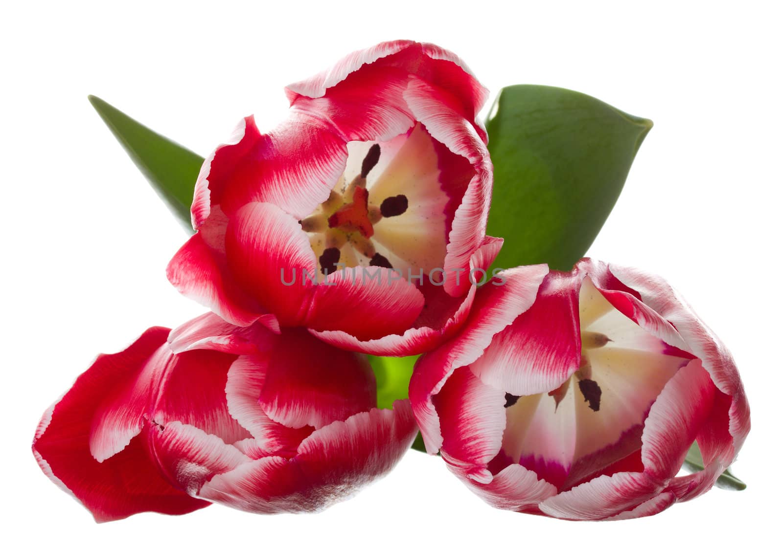 three red-white tulips bouquet from above, isolated on white