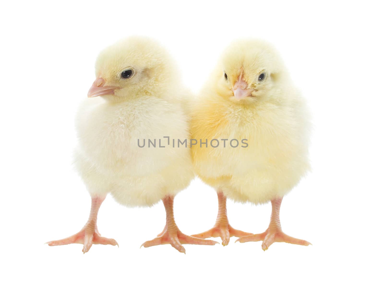 two small yellow chicks, isolated on white