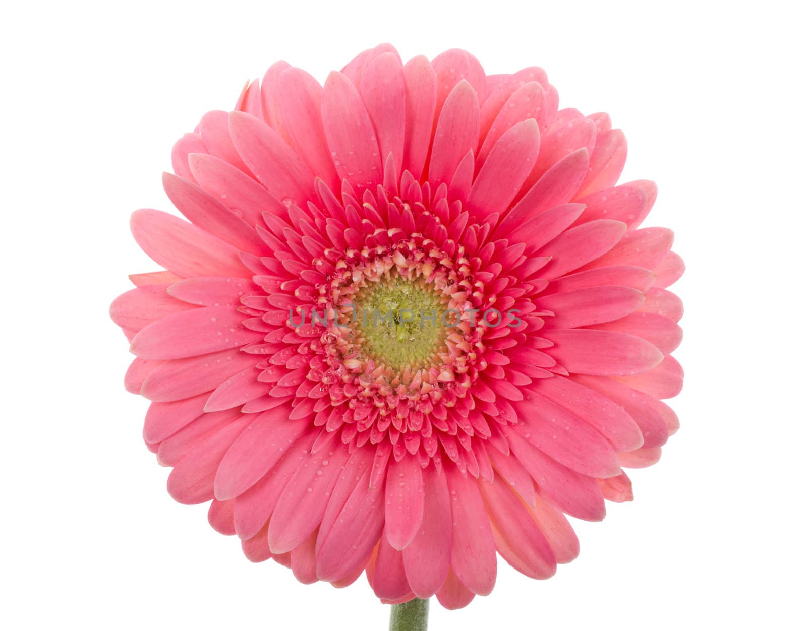 close-up wet pink gerbera flower, isolated on white