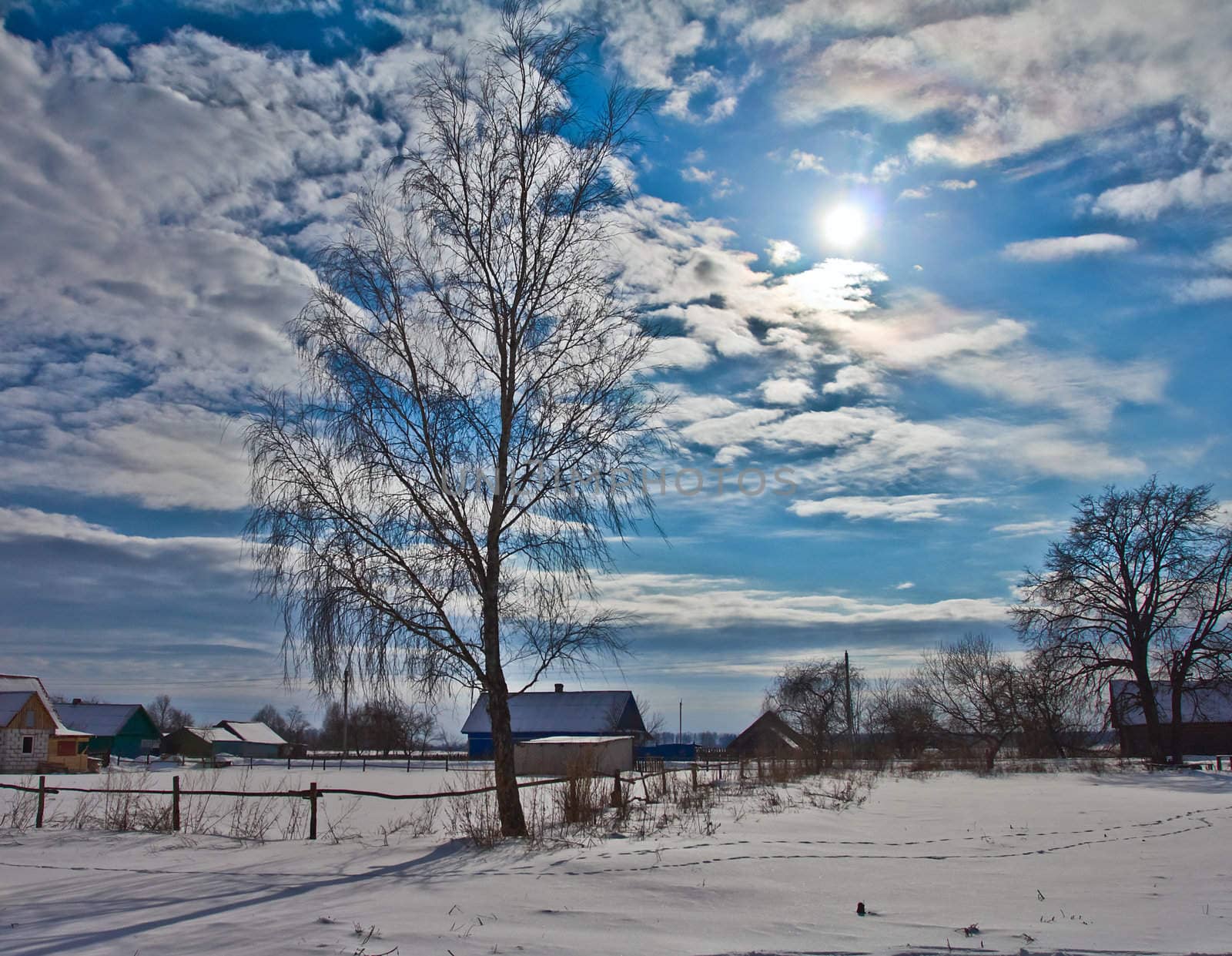 winter landscape, birch tree in village