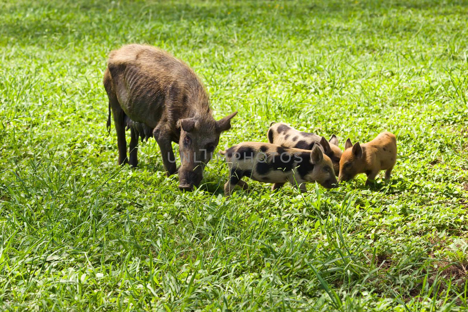 A mother pig and her three piglets eat grass on the pacific island of Tonga