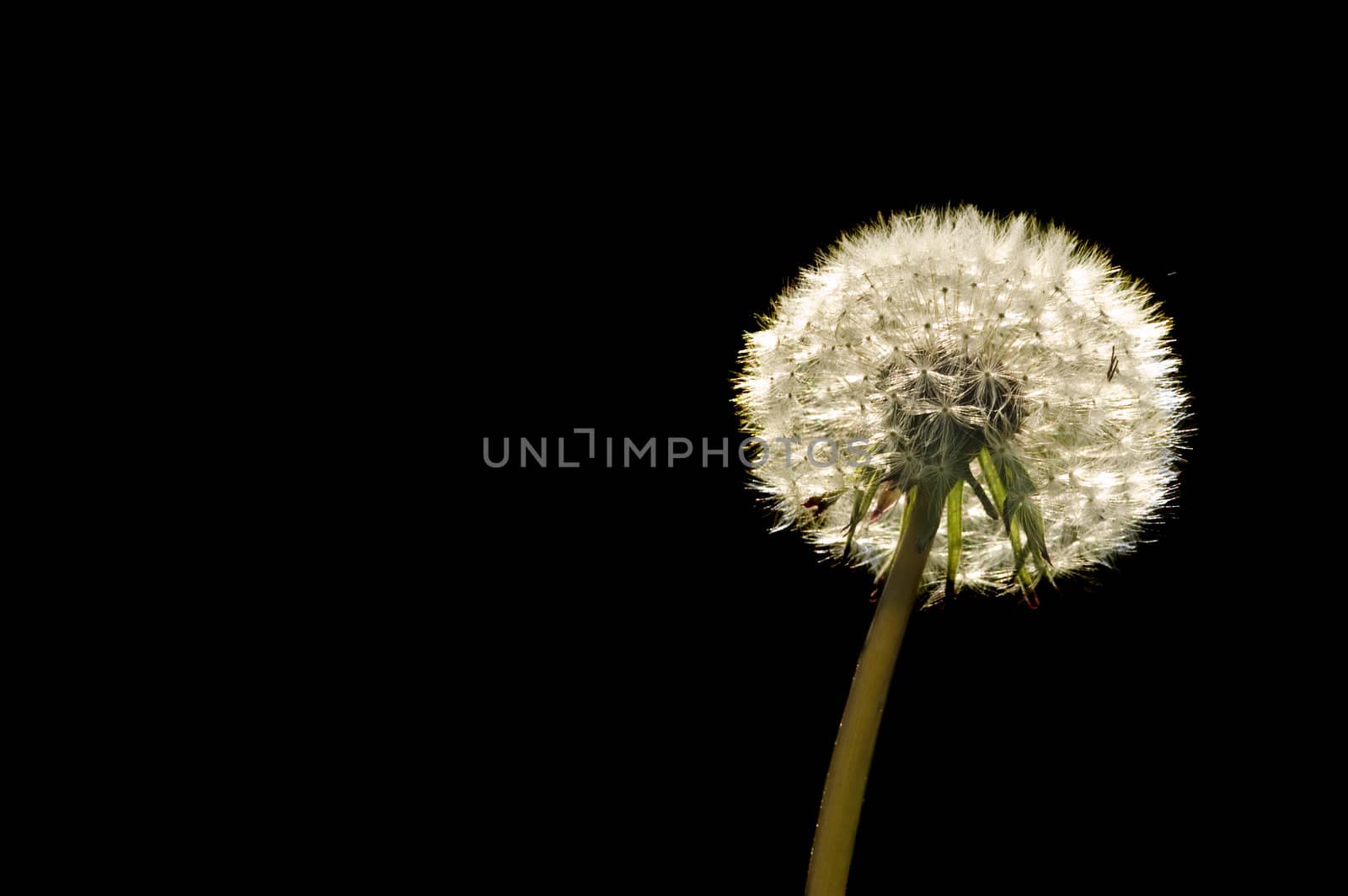 Dandelion seeds in closeup over a black background