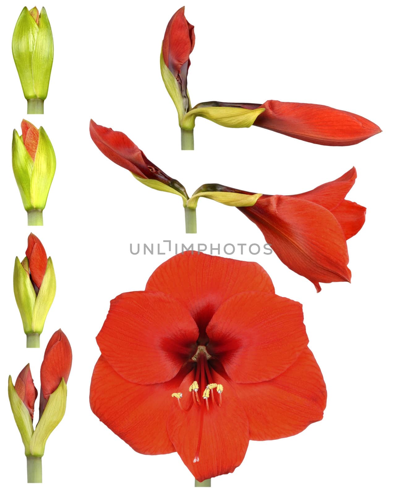 Hippeastrum flower