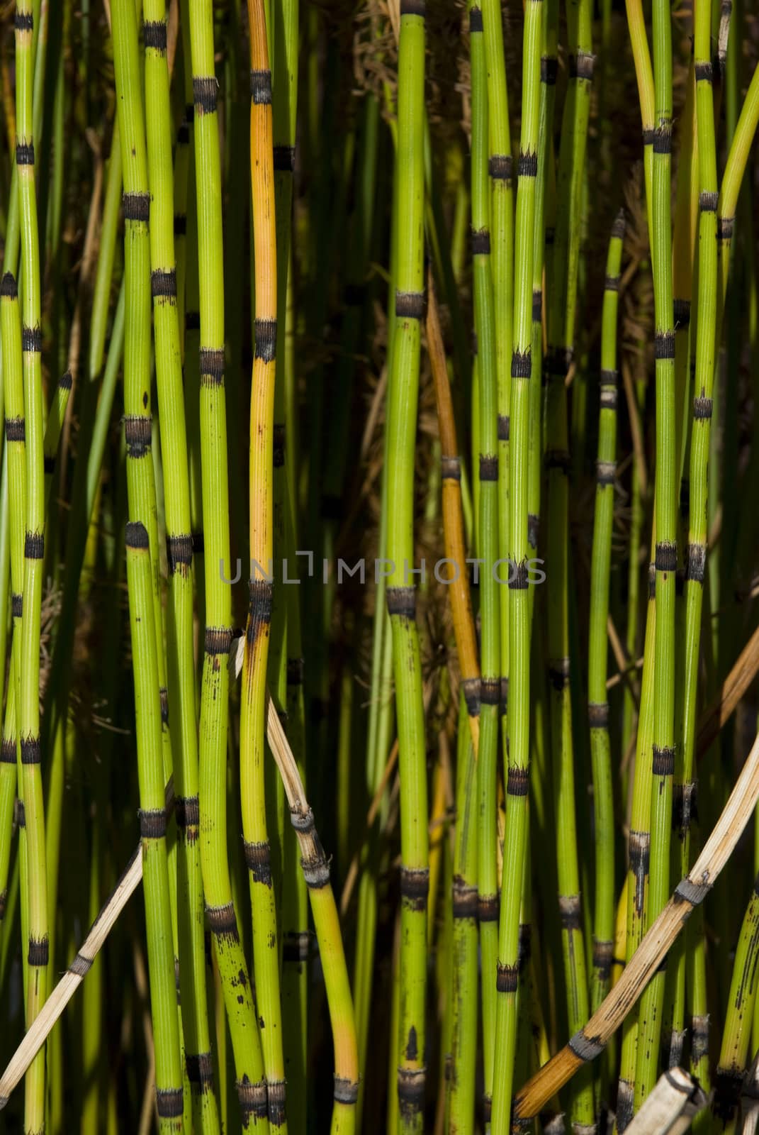Cropped shot of green bamboos, suitable for backgrounds.