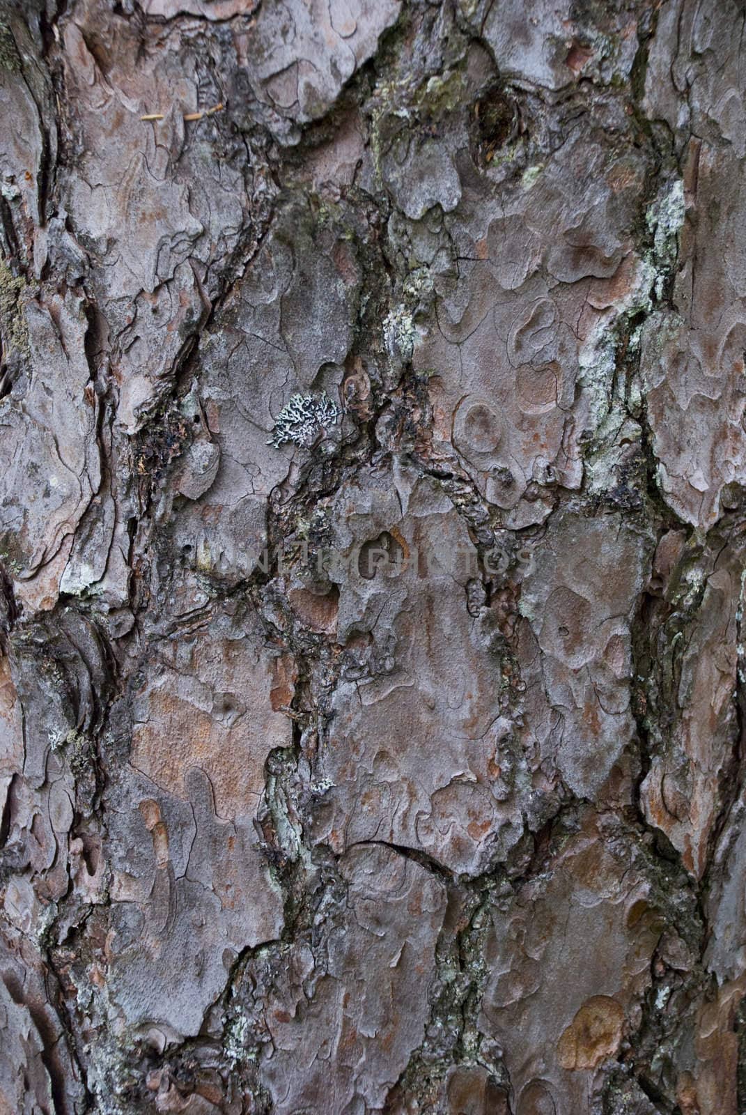 Texture of a pine tree