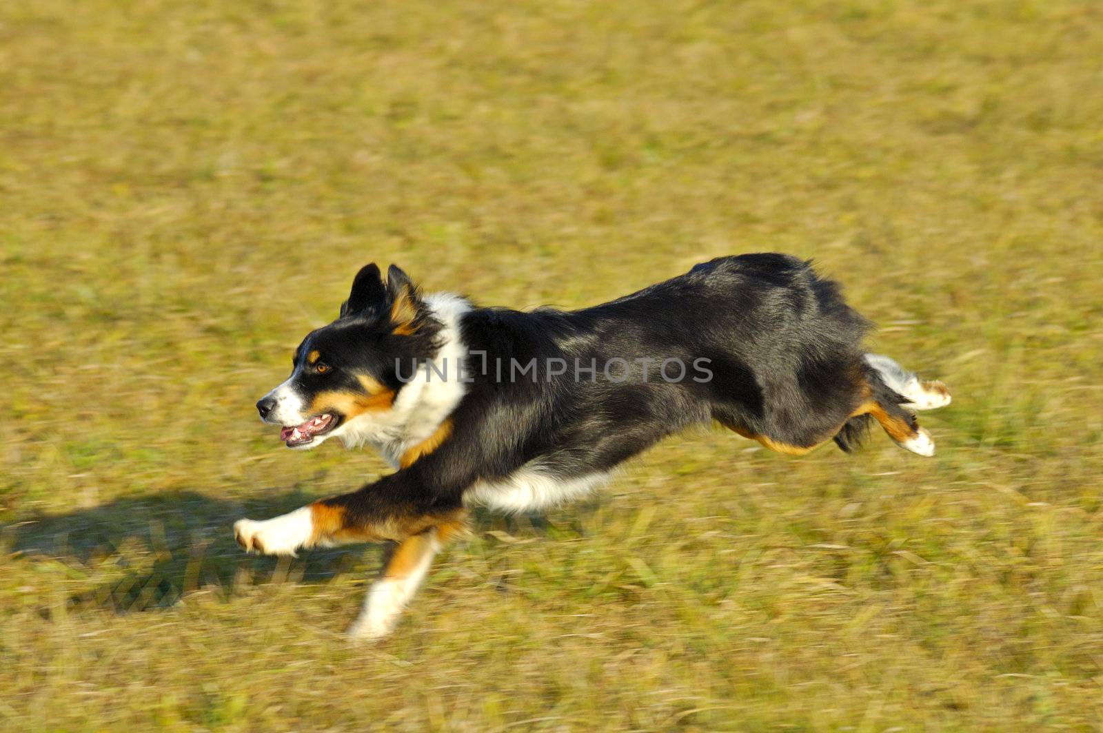 Dog running by Bateleur