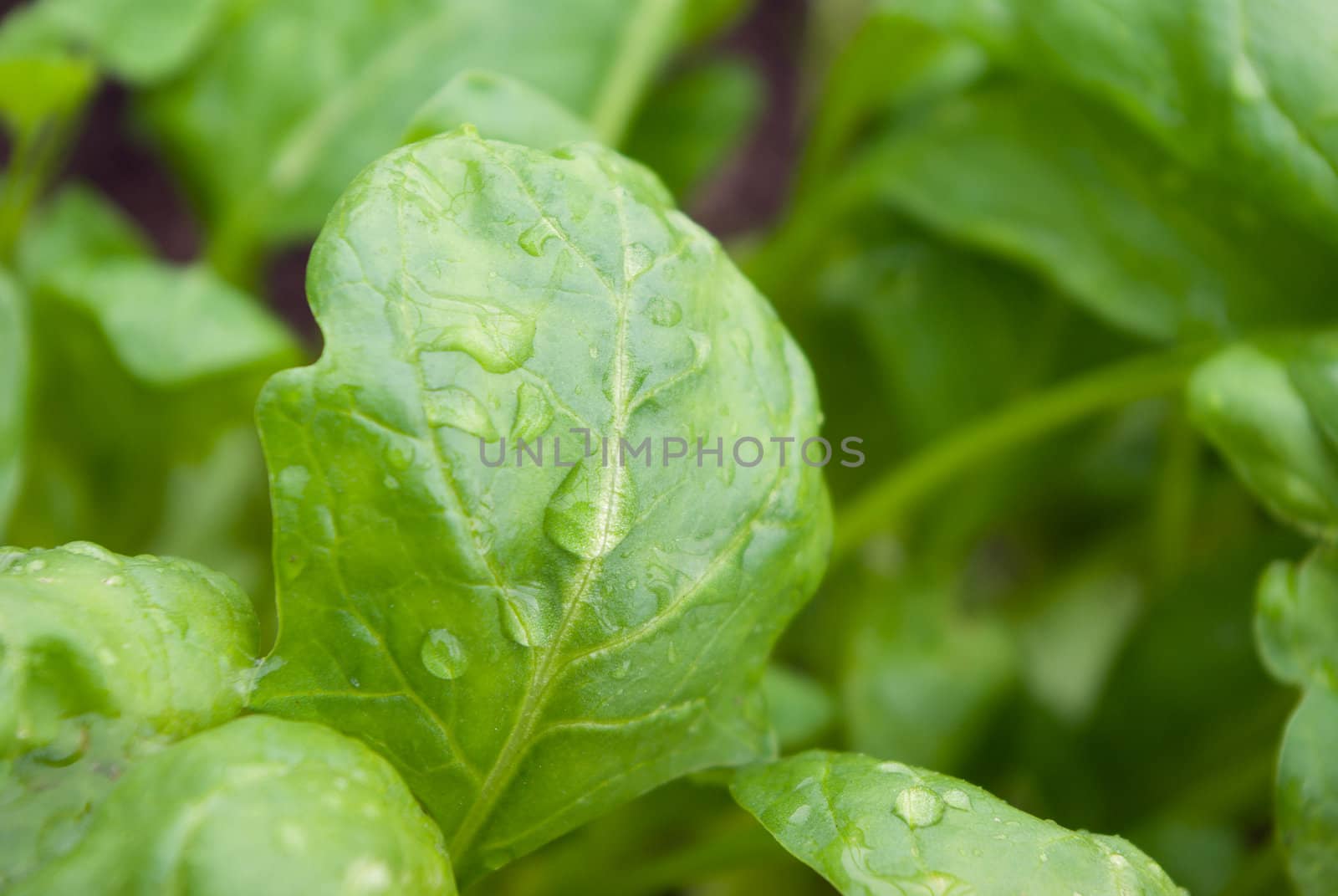 Fresh washed baby spinach .Green leaf lettuce fields of crops