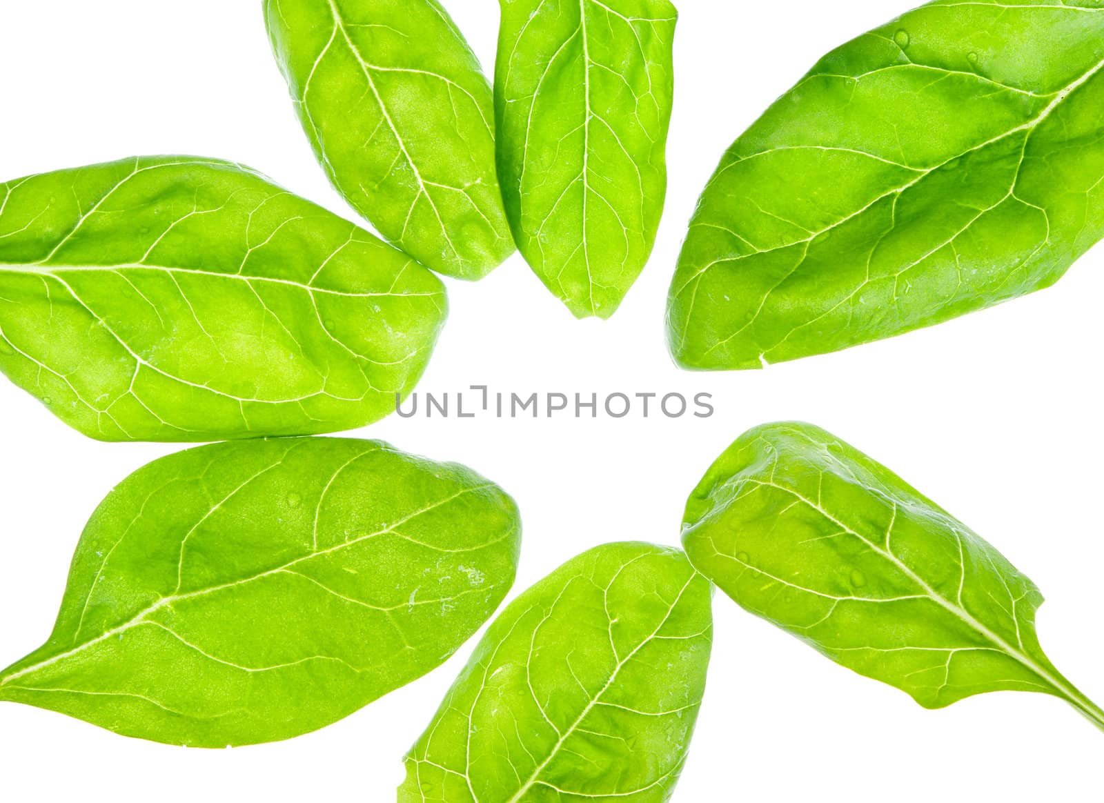 Fresh washed baby spinach isolated on white background
