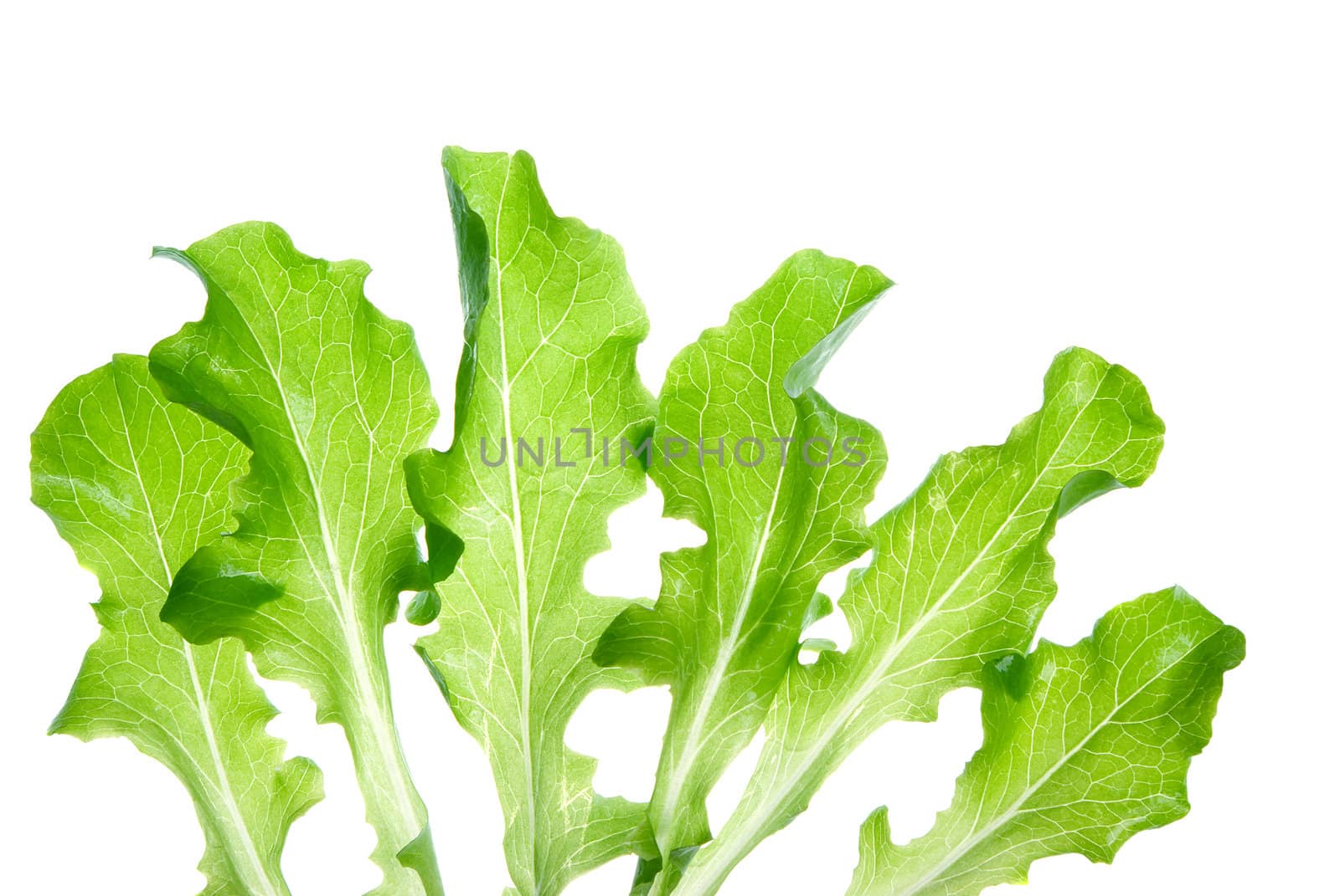 Green salads leaves on a white background.