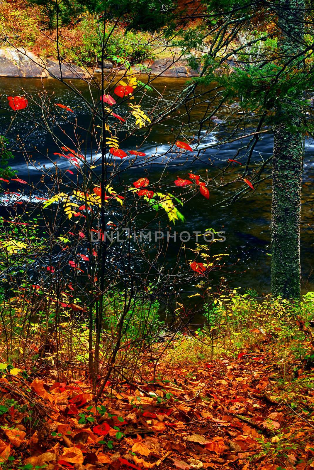 Fall forest with river in the background. Algonquin provincial park, Canada.