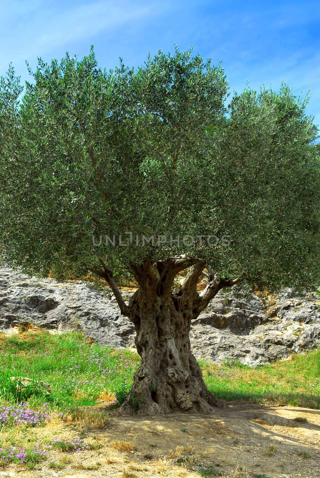 Old olive tree by elenathewise