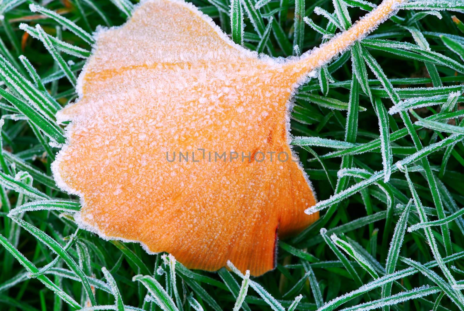 Frosty fallen tree leaf lying on frozen grass on a cold fall morning