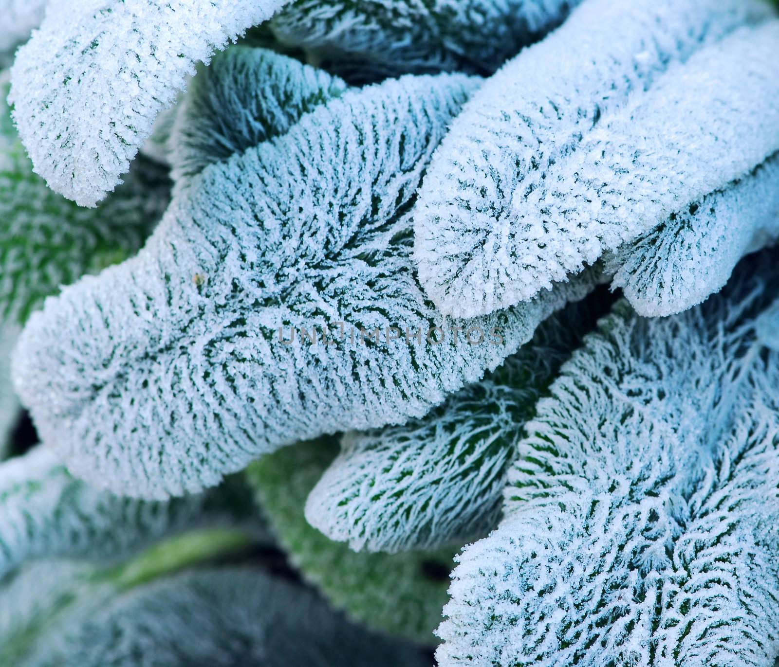 Morning frost on plant leaves in late fall