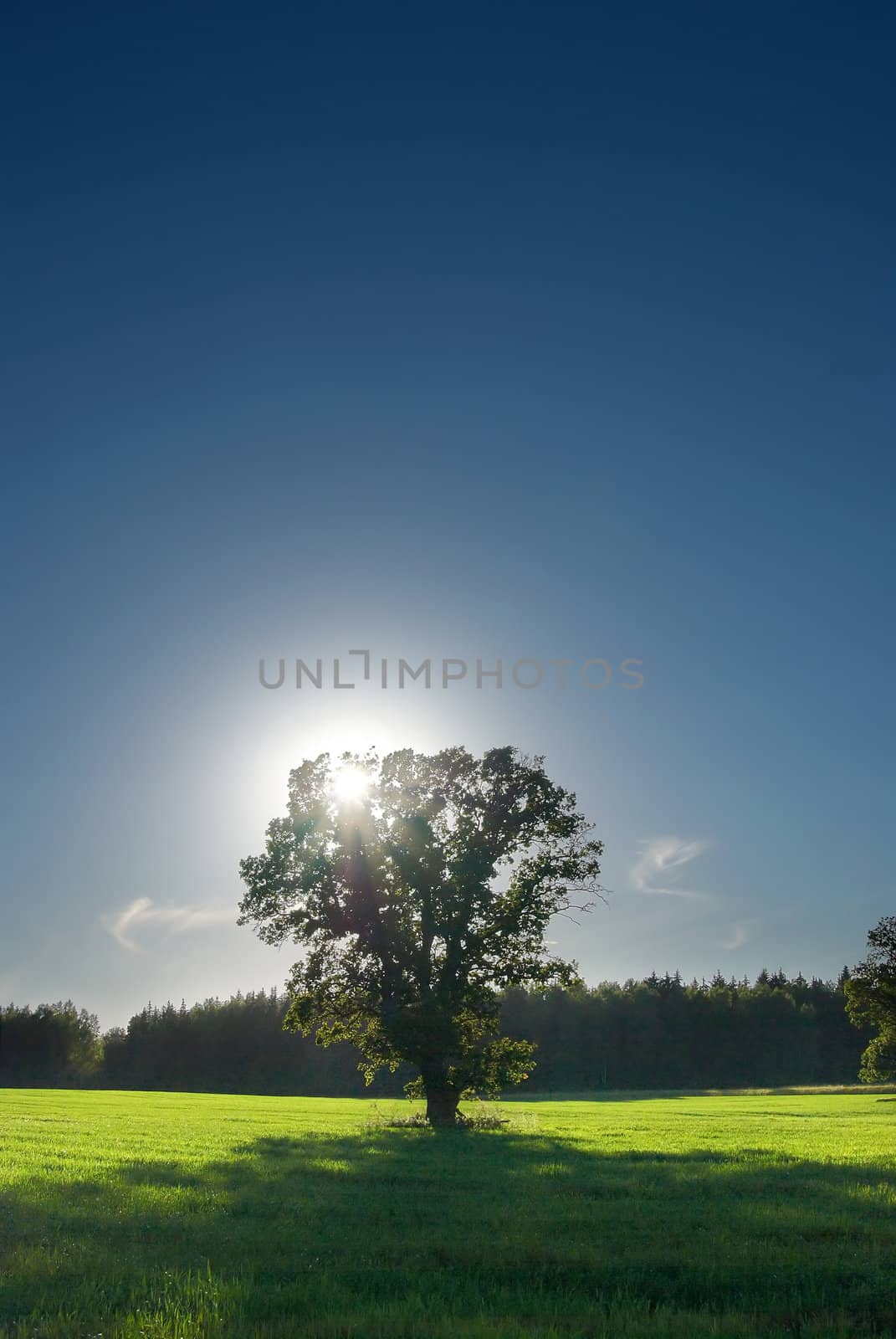 Single tree, greenfield and forest with perfect skyline. by DmitryYakunin