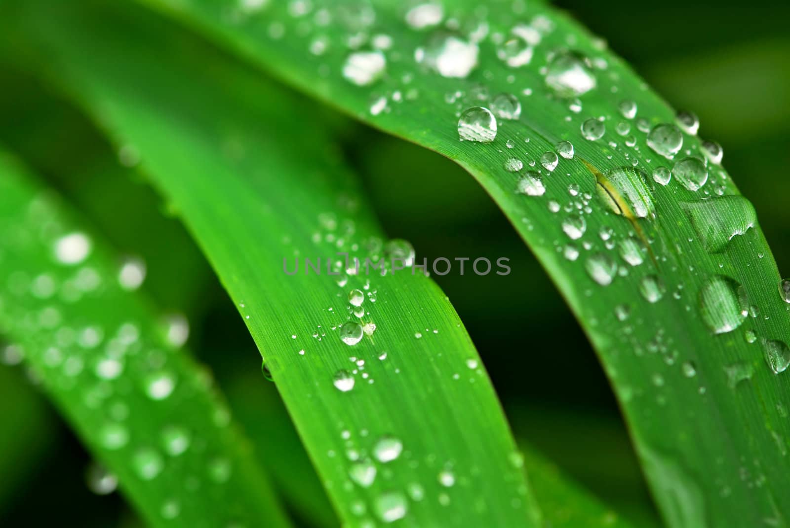 Big water drops on green grass blades, extreme macro